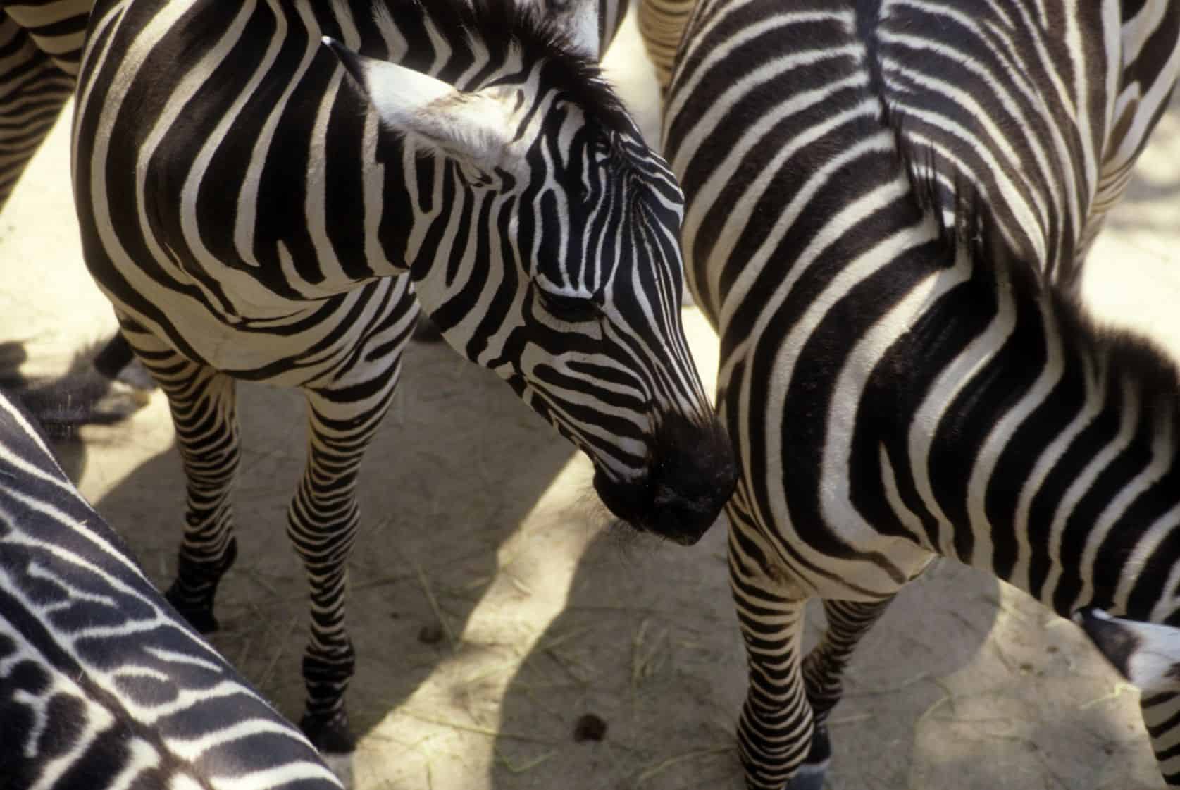 5 Not-to-Miss Naples Zoo Exhibits & Attractions