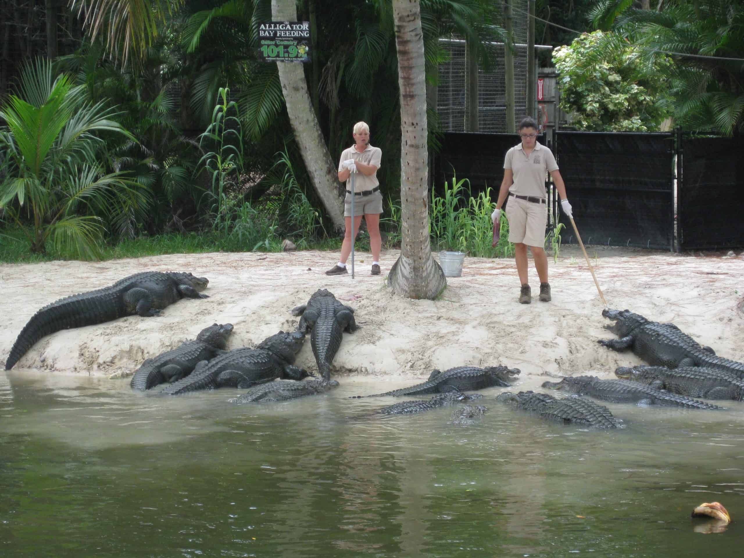 Top Tips to Stay Safe in Alligator Country...and other tidbits