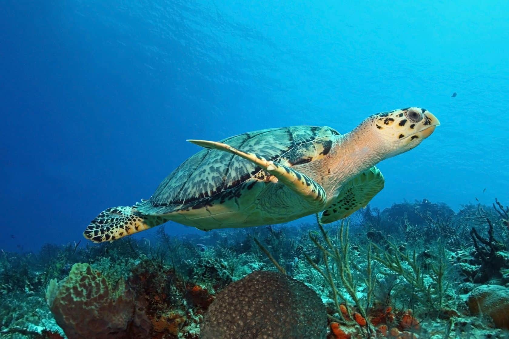 5 Sea Turtle Species Found in Florida