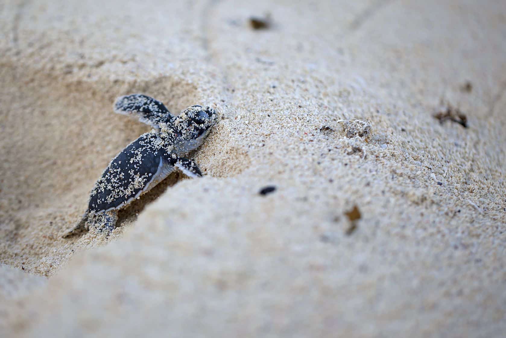 How to Watch Florida Sea Turtles Nest on the Beach