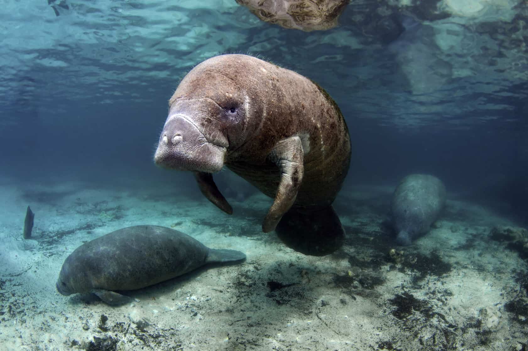 10 Fascinating Facts About Manatees
