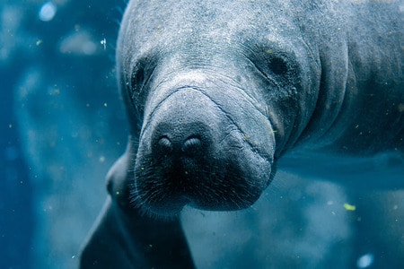 Take a Manatee Tour in Naples, Florida