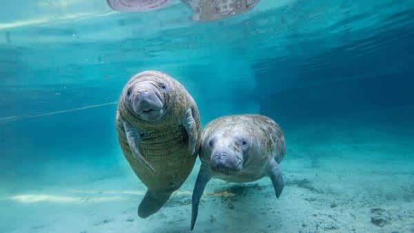 5 Best Places to See Manatees in & Around Naples, FL