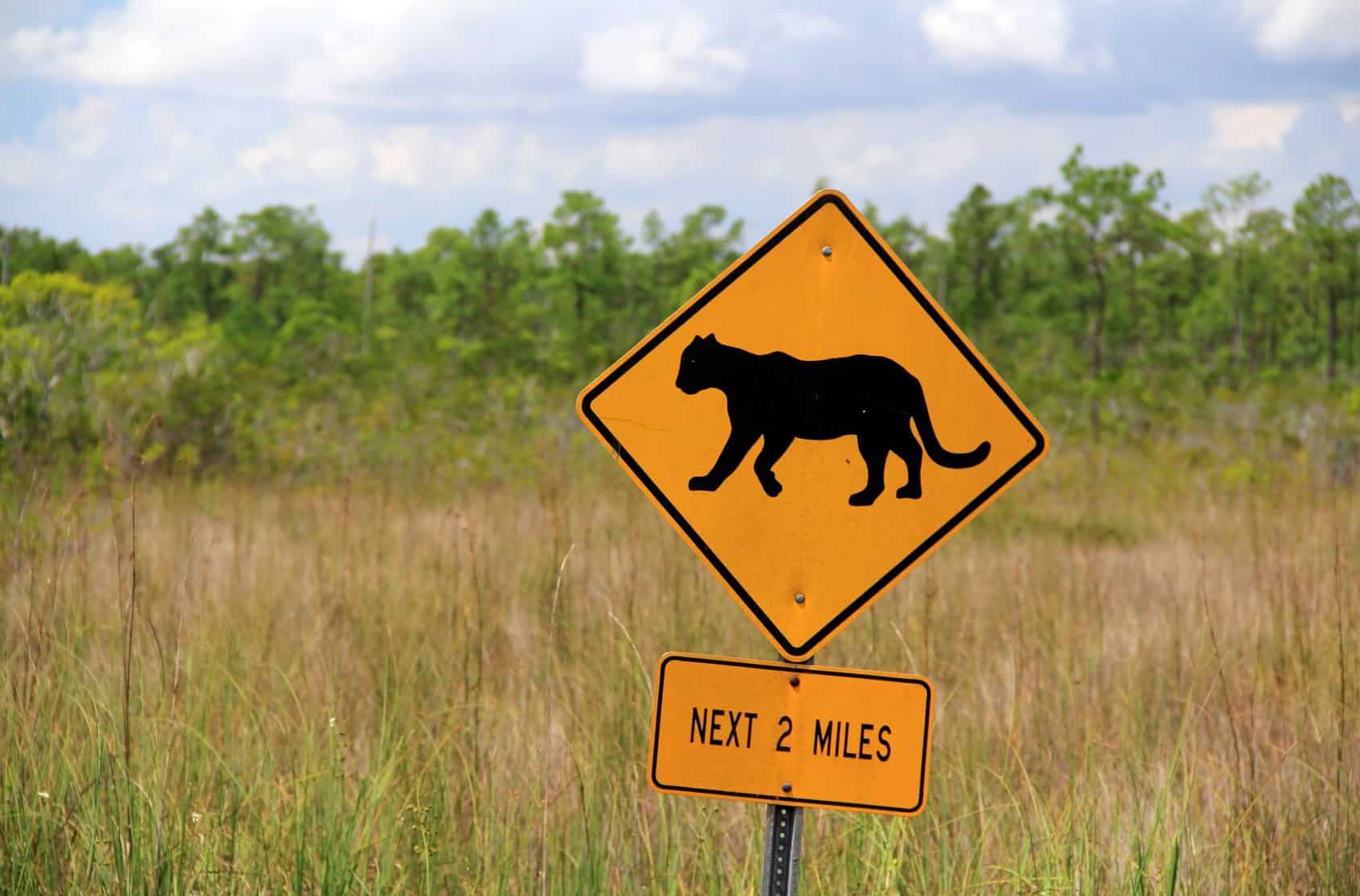 5 Interesting Facts About Florida Panthers