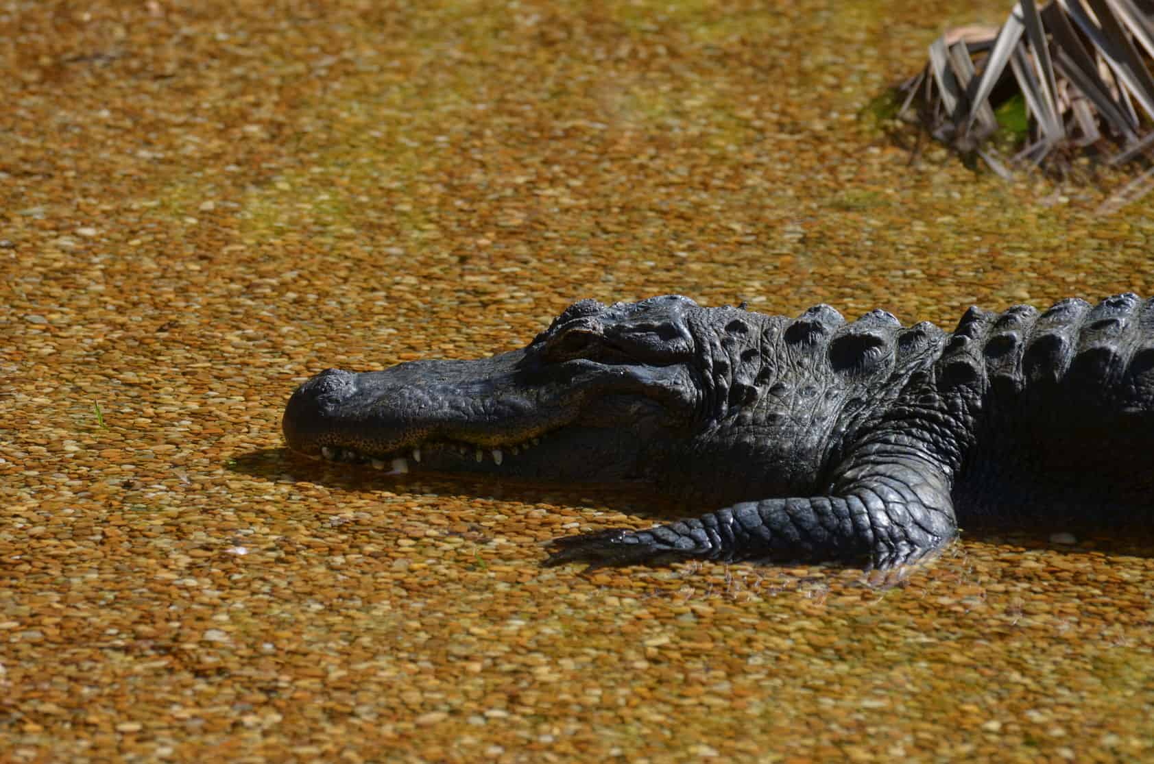 11 Places in Southern Florida to See Alligators