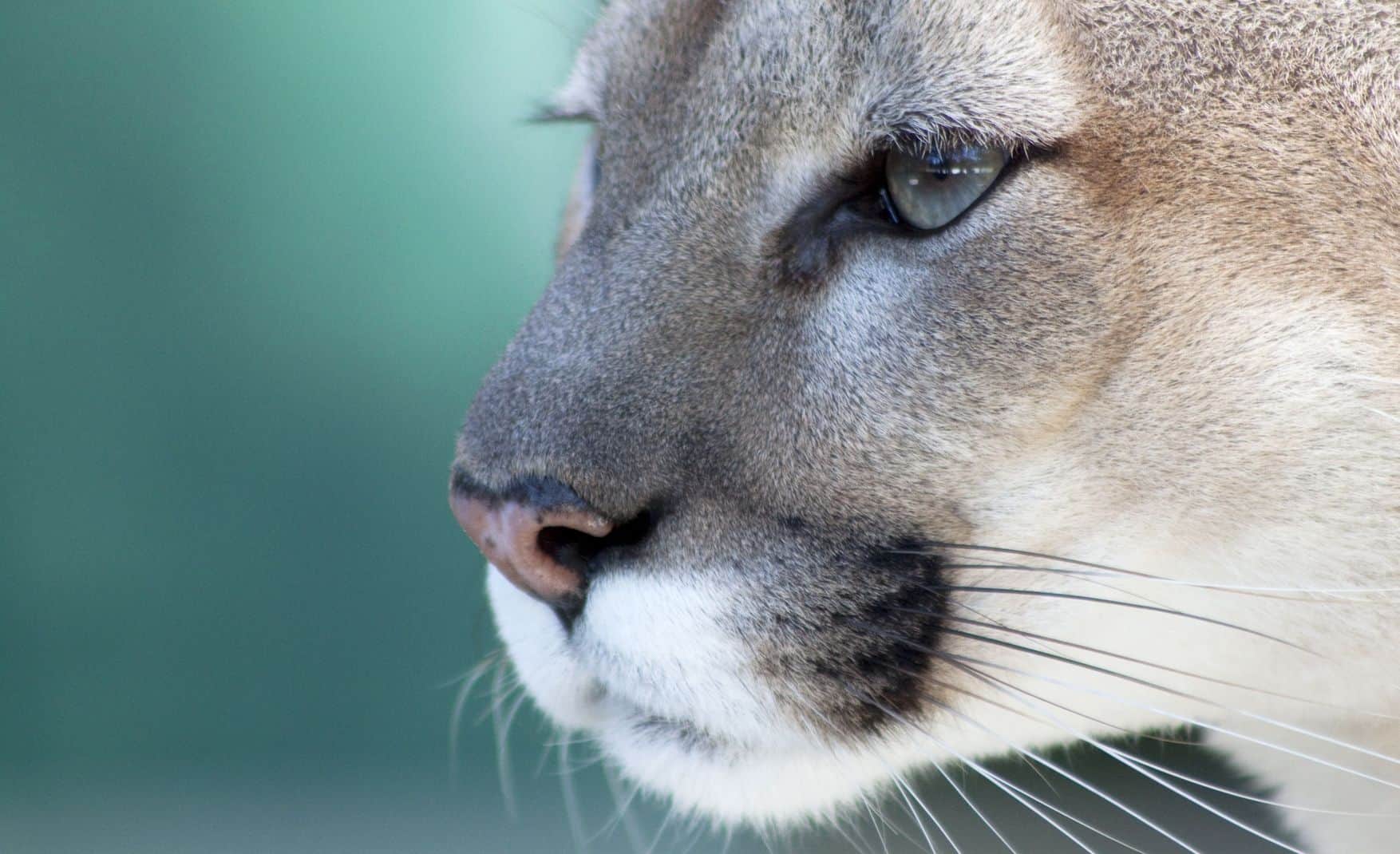 3 Places to See Wildlife in Naples, Florida
