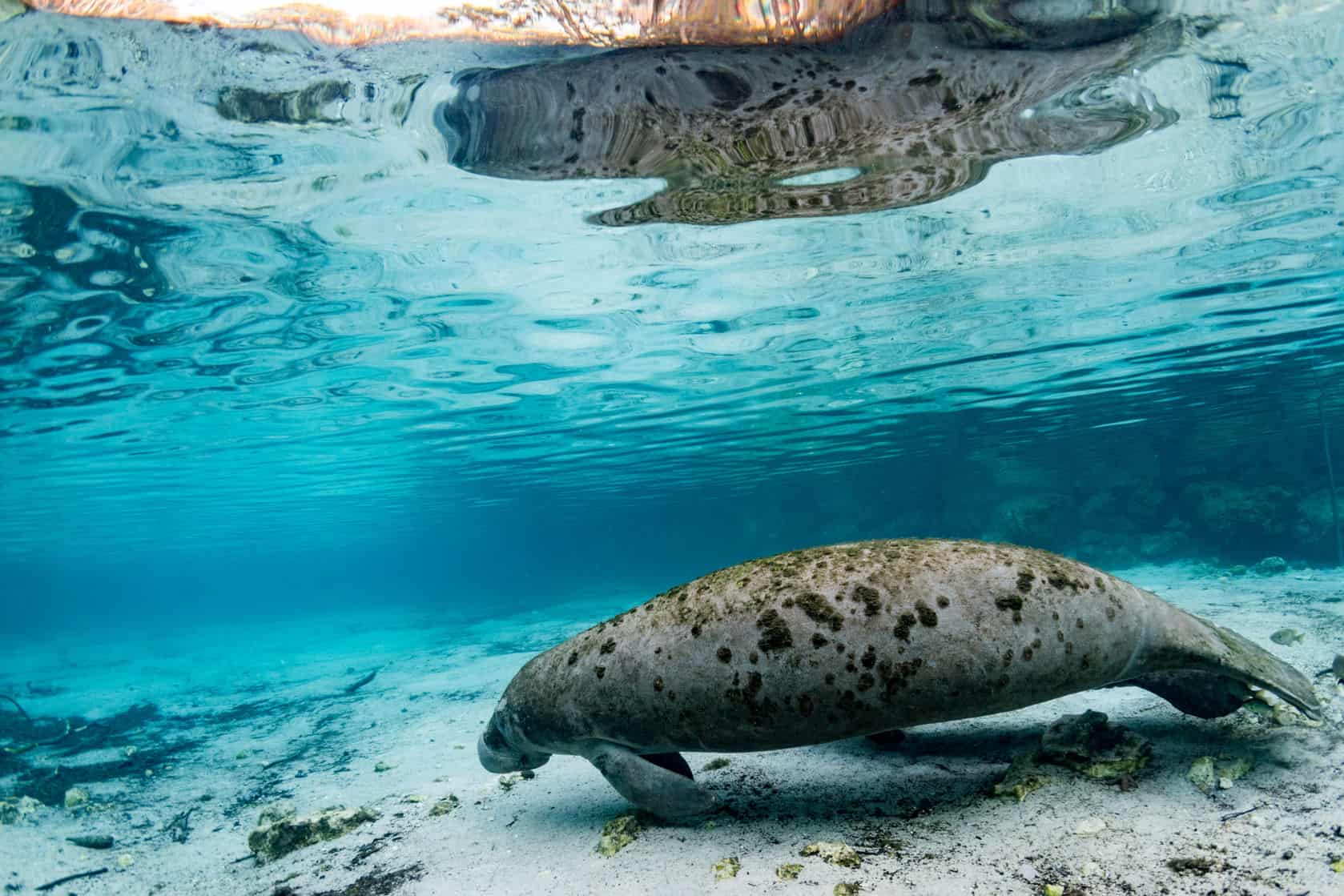 Lee County Manatee Park: See Wild Manatees in Southwest Florida