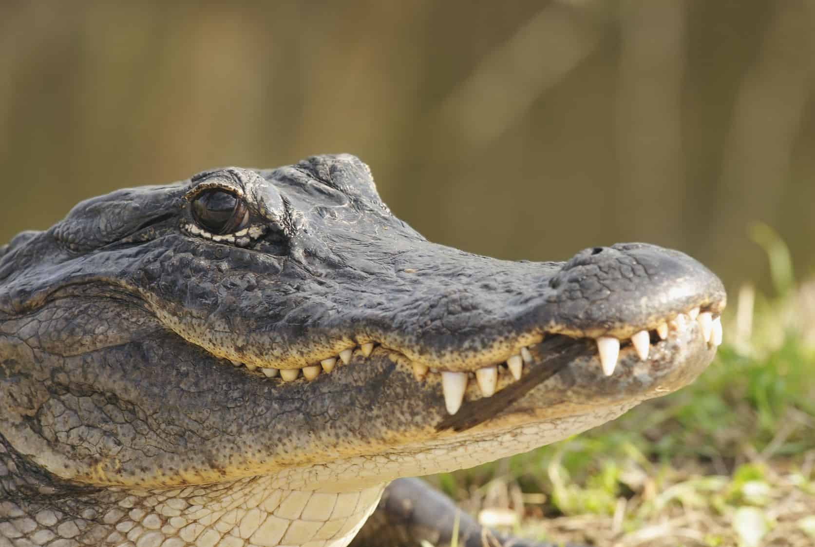 7 Facts About Florida Alligators Everyone Should Know