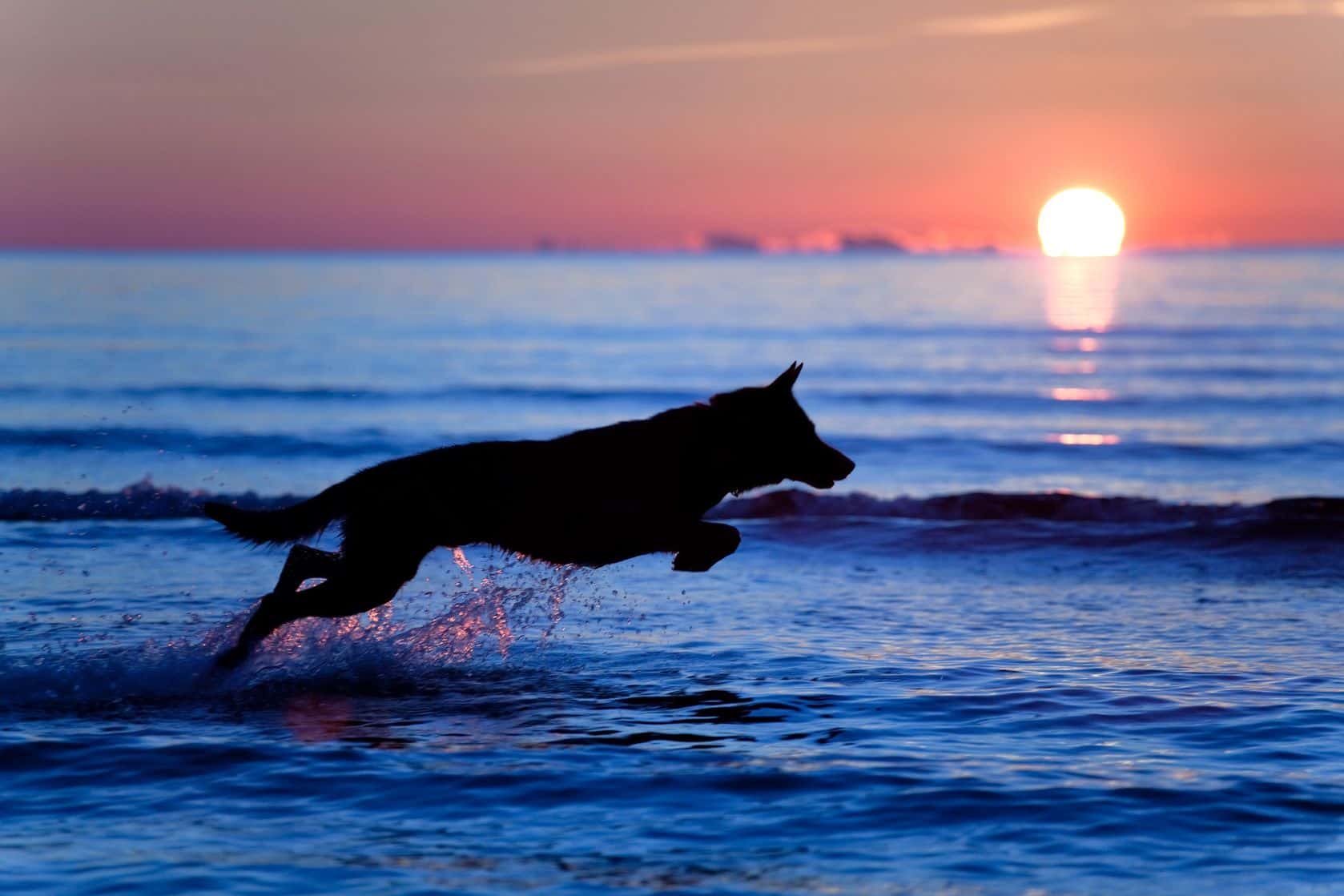 10 Pet-Friendly Hotels in Naples, FL