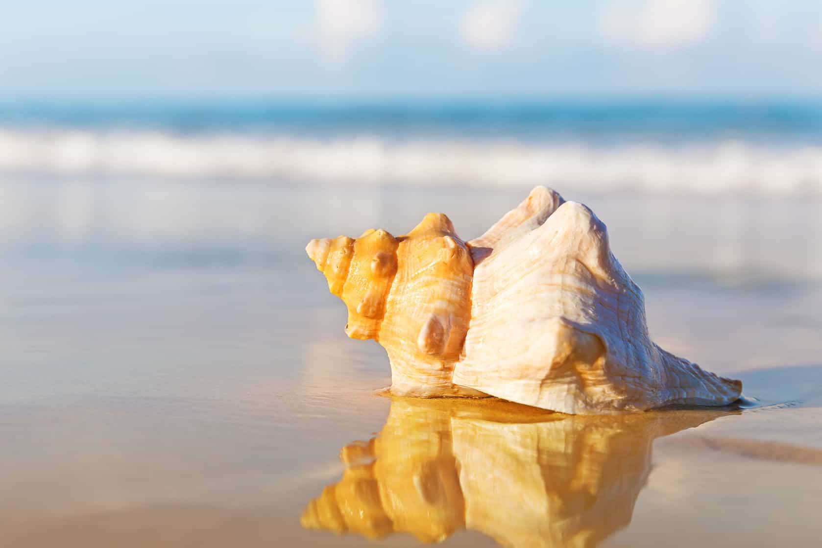 Guide to the Shells Found in Florida