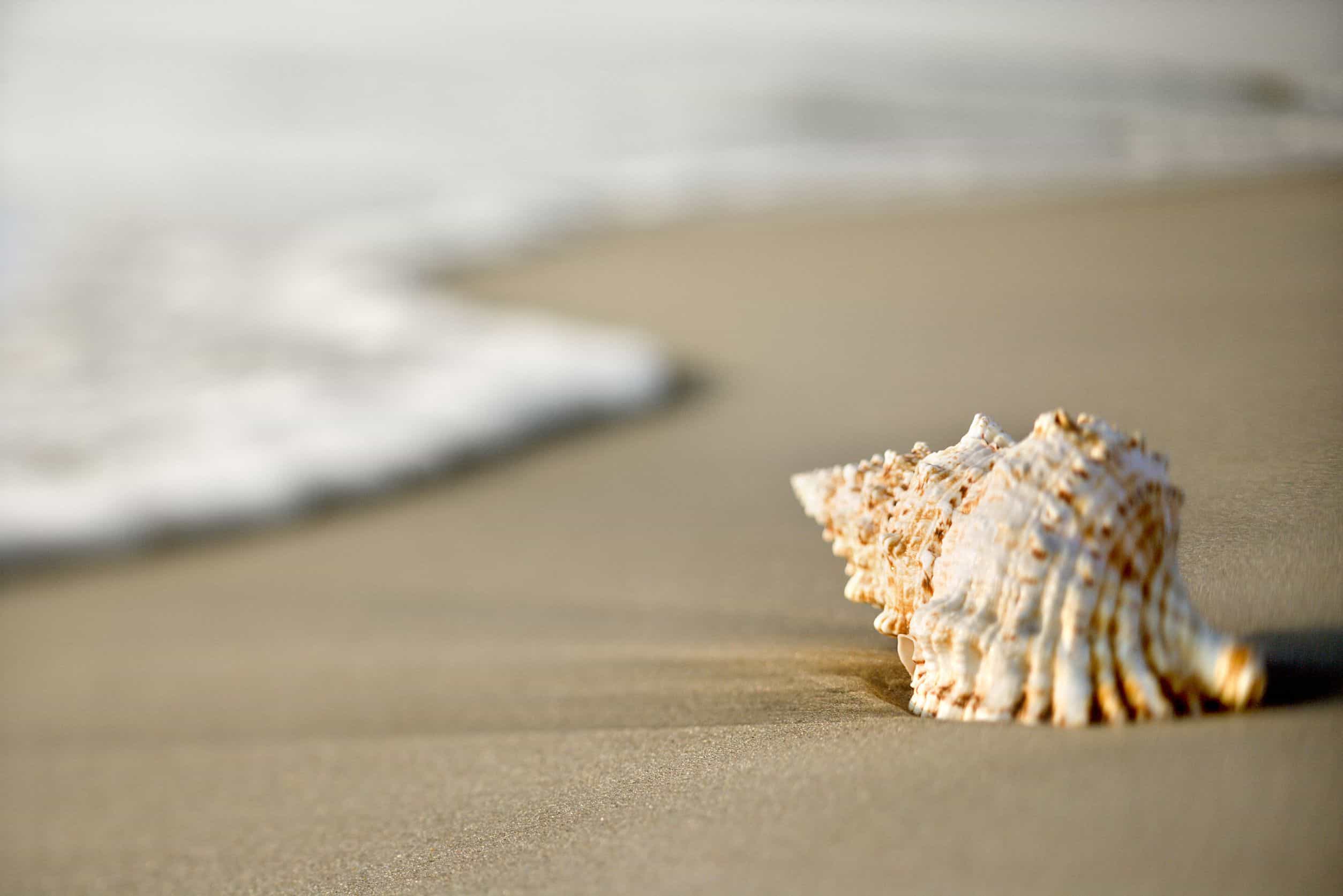 A Guide to Cleaning Seashells