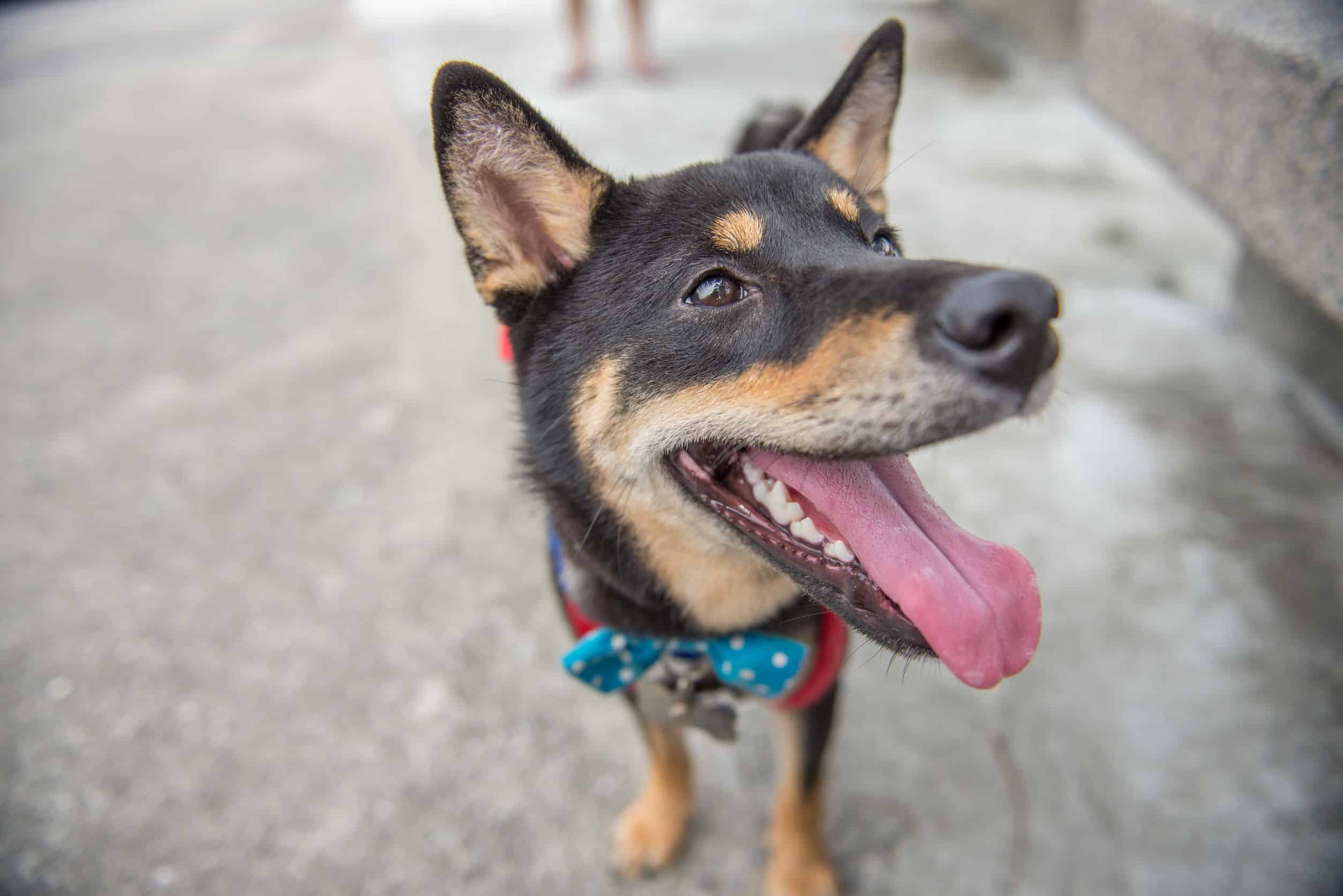 10 Dog Friendly Restaurants in Naples, FL