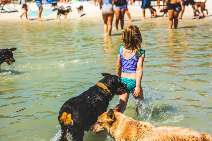 3 Dog-Friendly Beaches in Naples, FL