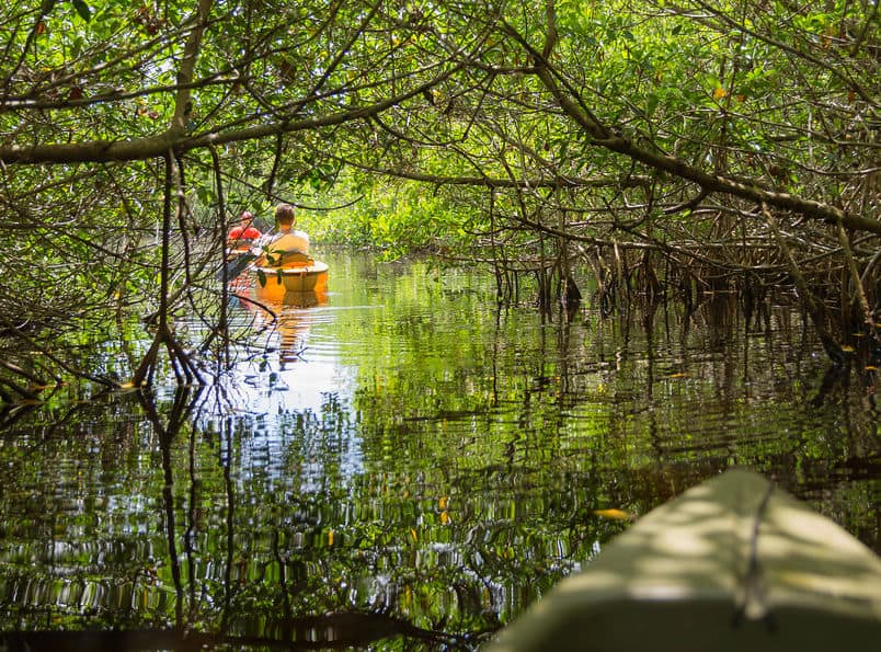 Mangrove tunnel paddleboarding naples florida