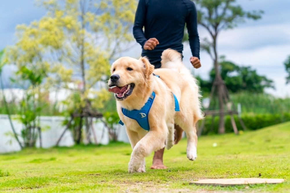 9 Dog-Friendly Things to Do in Naples, FL