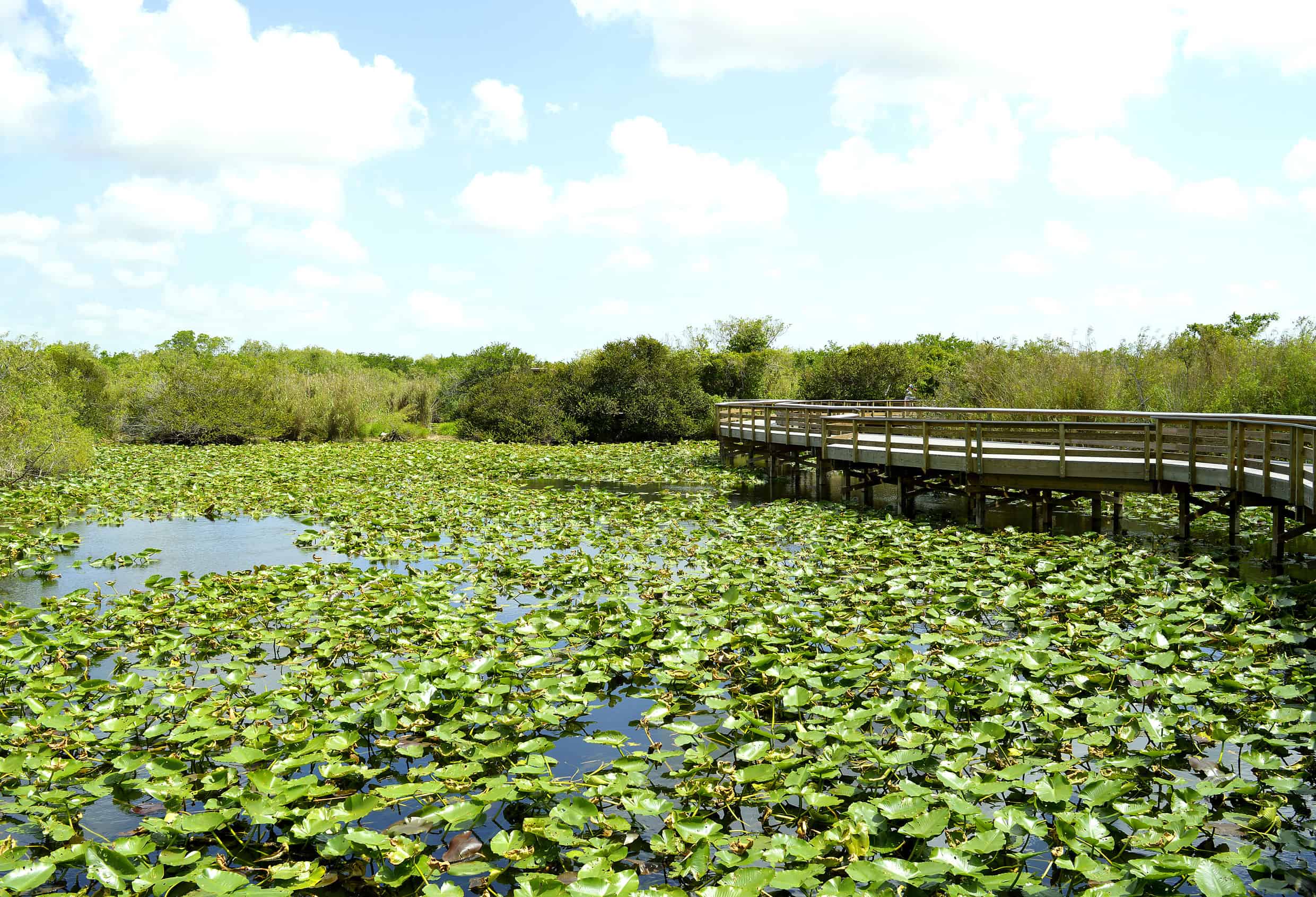 Top 10 Activities in the Florida Everglades