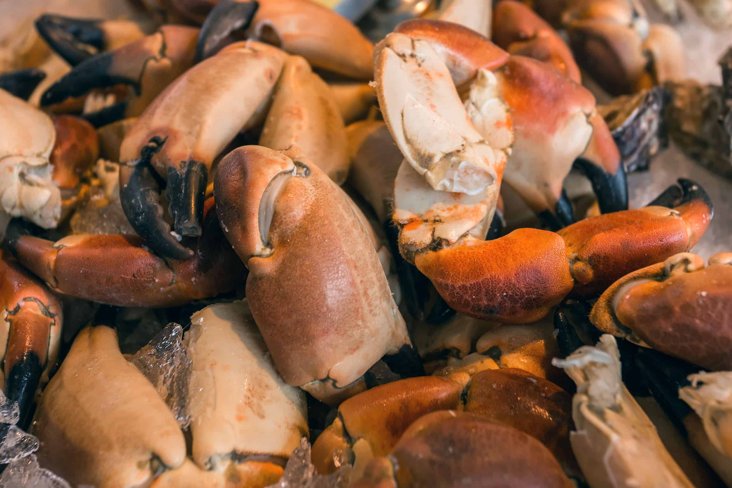 How Do You Eat Stone Crabs in Florida?