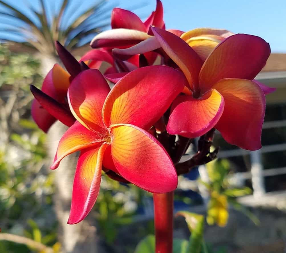 Visiting the Plumeria Collection