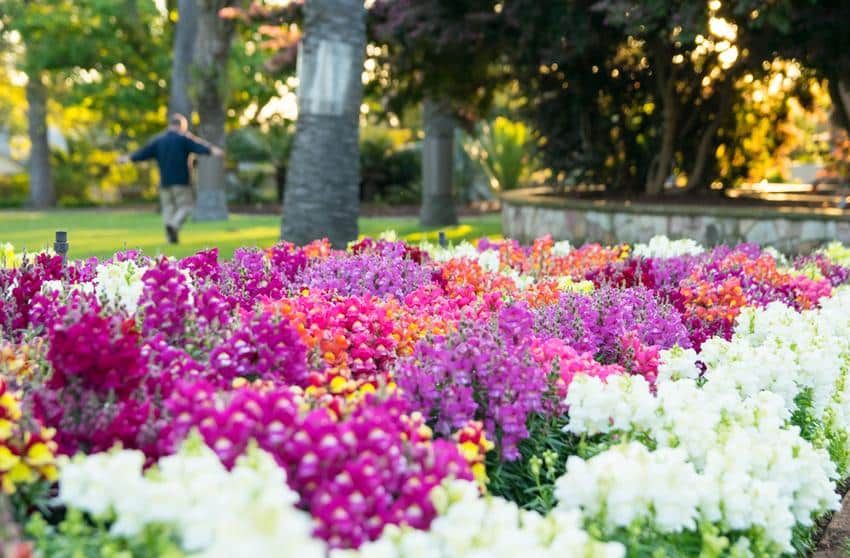 Spring in Naples, FL: The Ultimate Guide