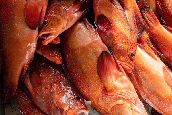 8 Best Tasting Fish in Florida