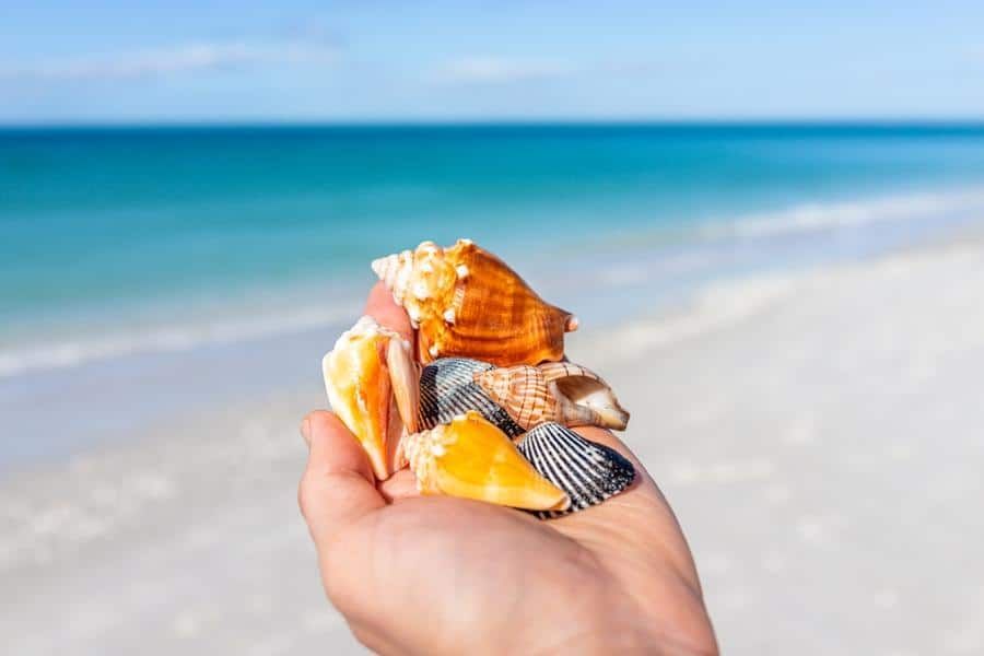 Top Beaches for Shells in Florida